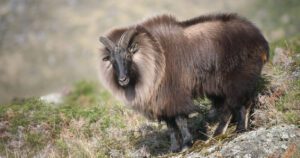 Himalayan tahr