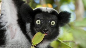 indri