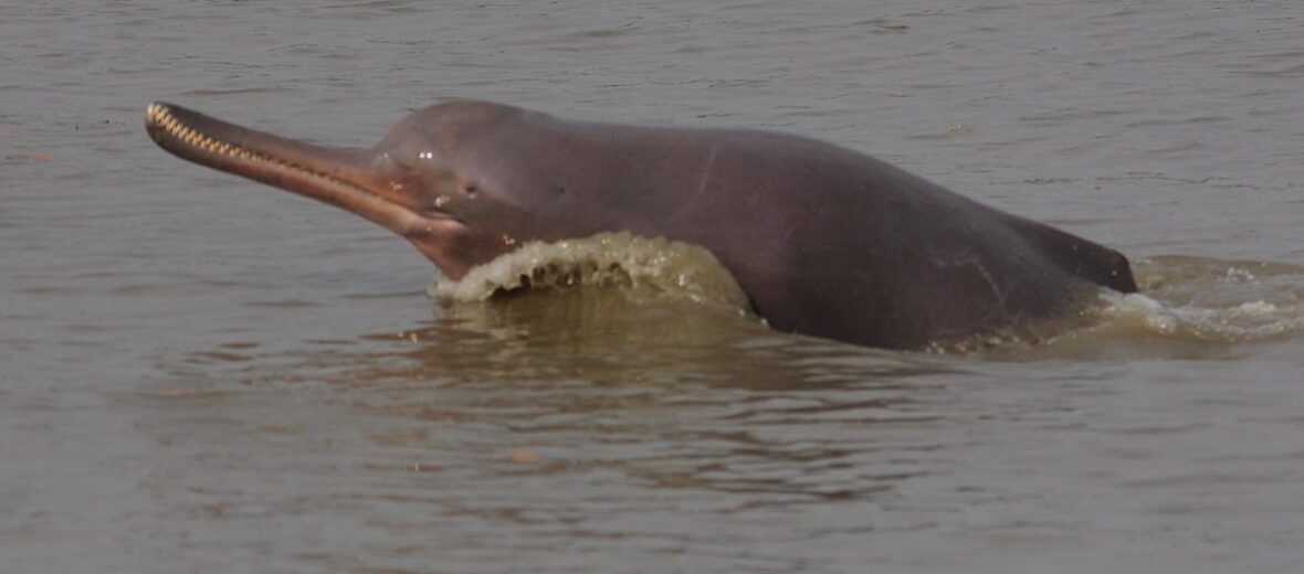 Indus river dolphin