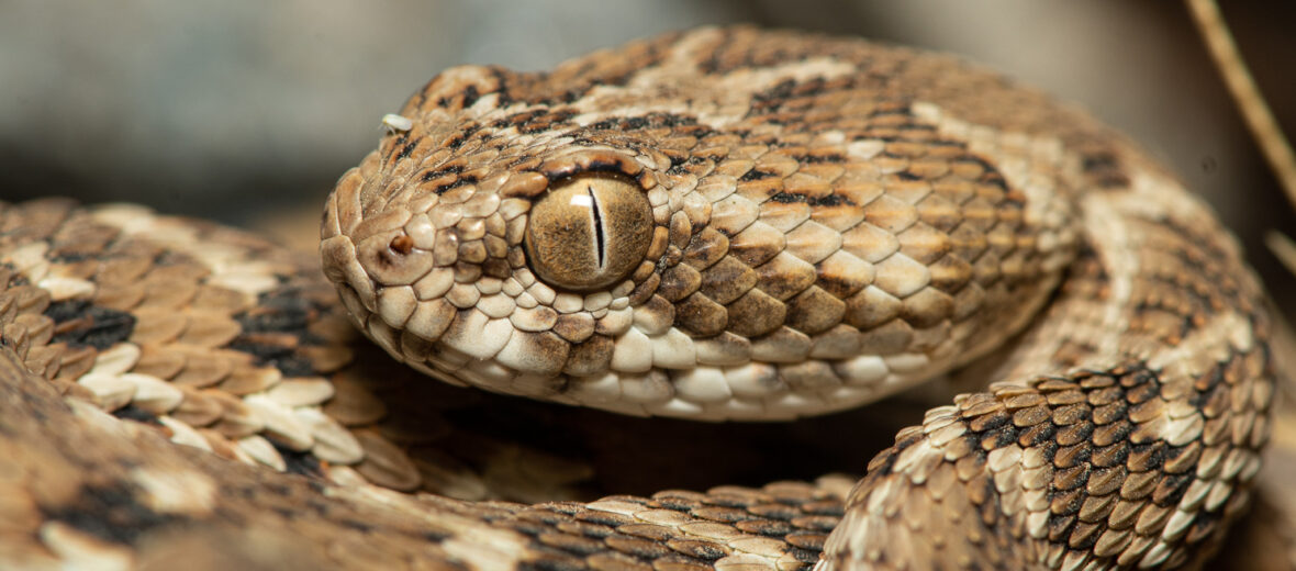 pitless viper snake