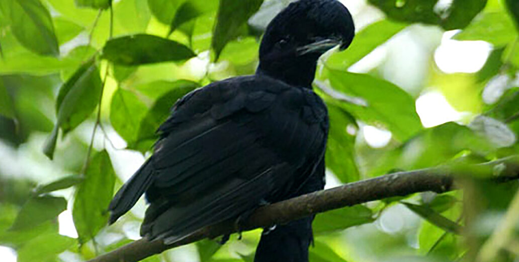 long-wattled umbrellabird