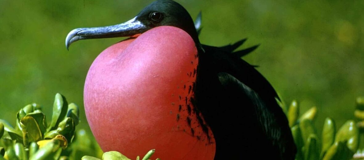 magnificent frigatebird