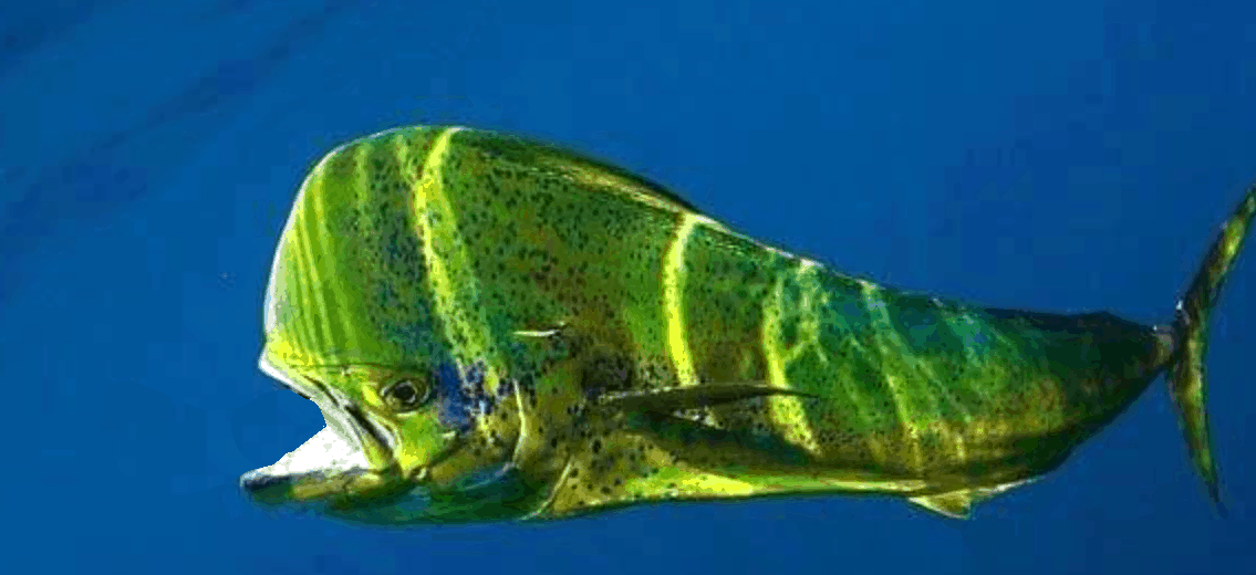 mahi-mahi