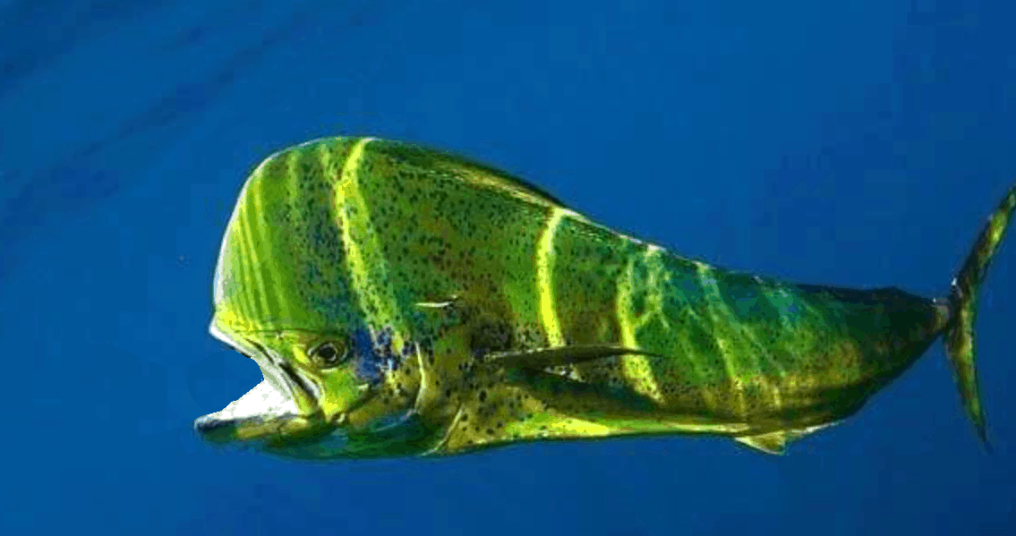 Billfish & Bluewater Species - Mahi Mahi