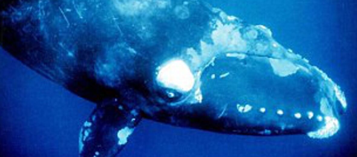 pygmy right whale