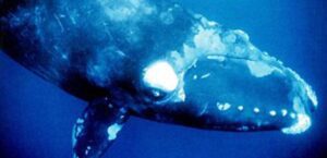 pygmy right whale