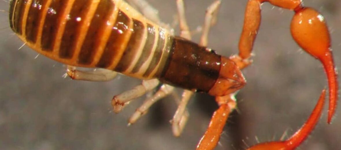 pseudoscorpion