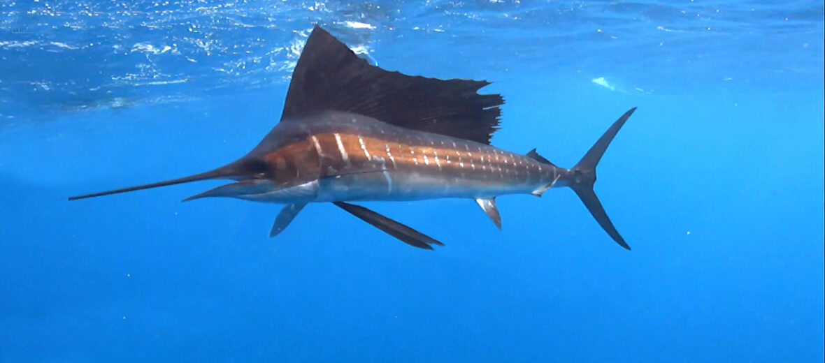 sailfish