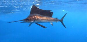 sailfish