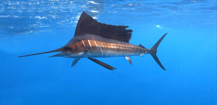 The Incredibly Fast Sailfish – Critter Science