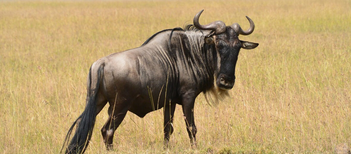 wildebeest