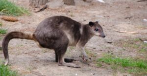 white-striped dorcopsis