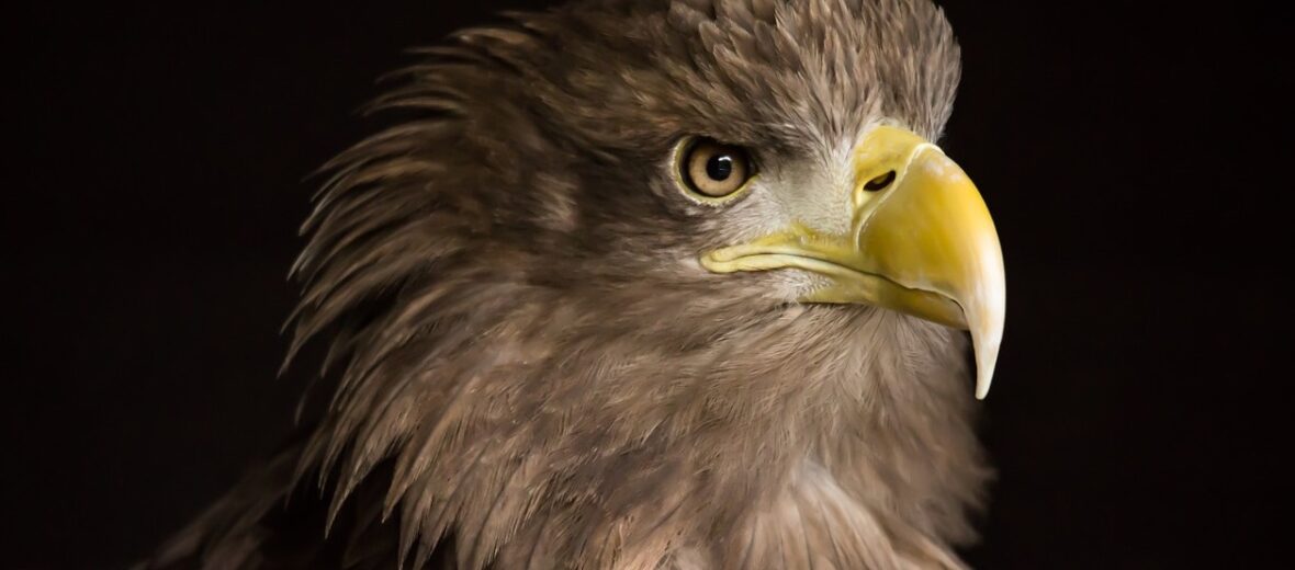 white-tailed eagle