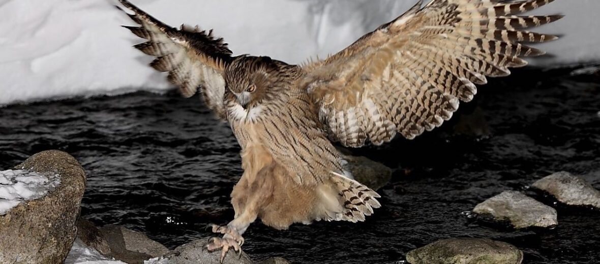 Blakiston’s fish owl