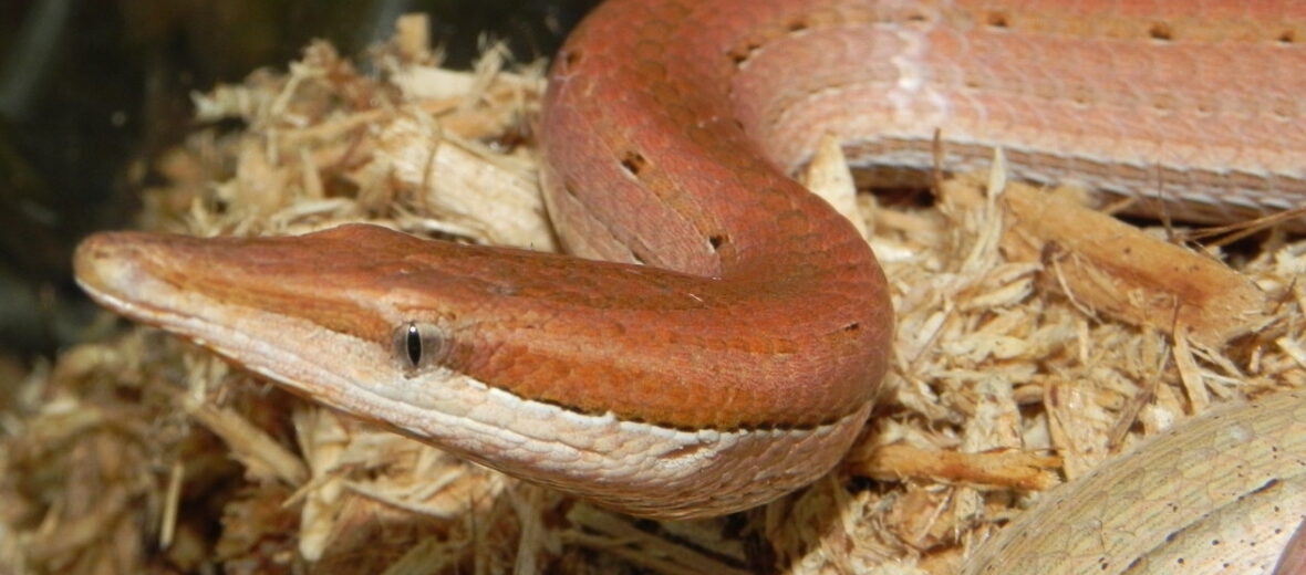 Burton's legless lizard