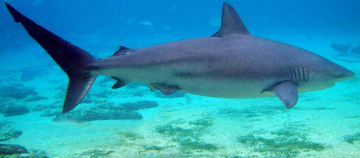 dusky shark