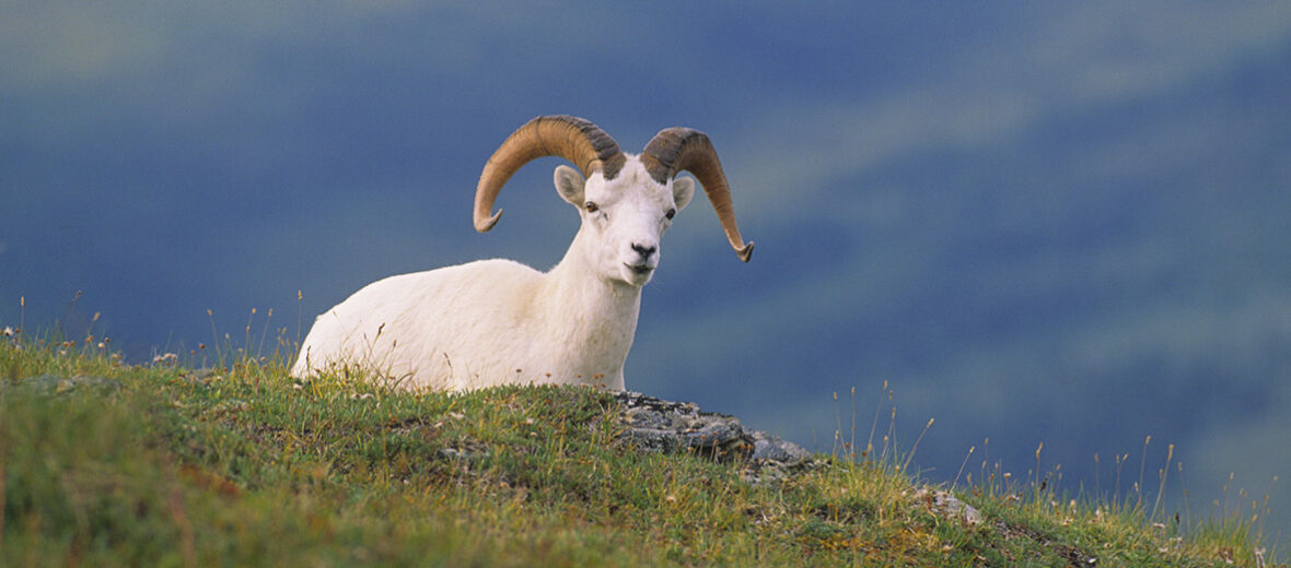 Dall's sheep