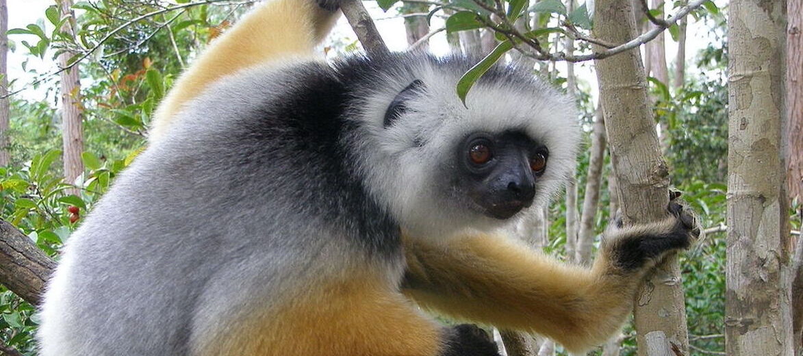 diademed sifaka