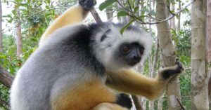 diademed sifaka