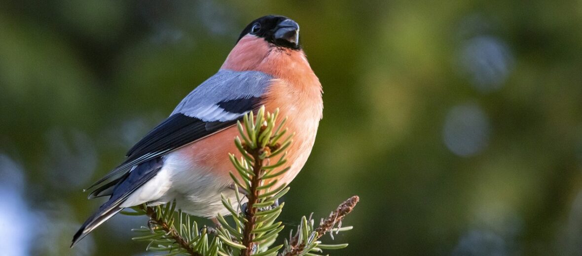 Eurasian bullfinch