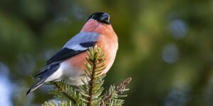 Eurasian bullfinch