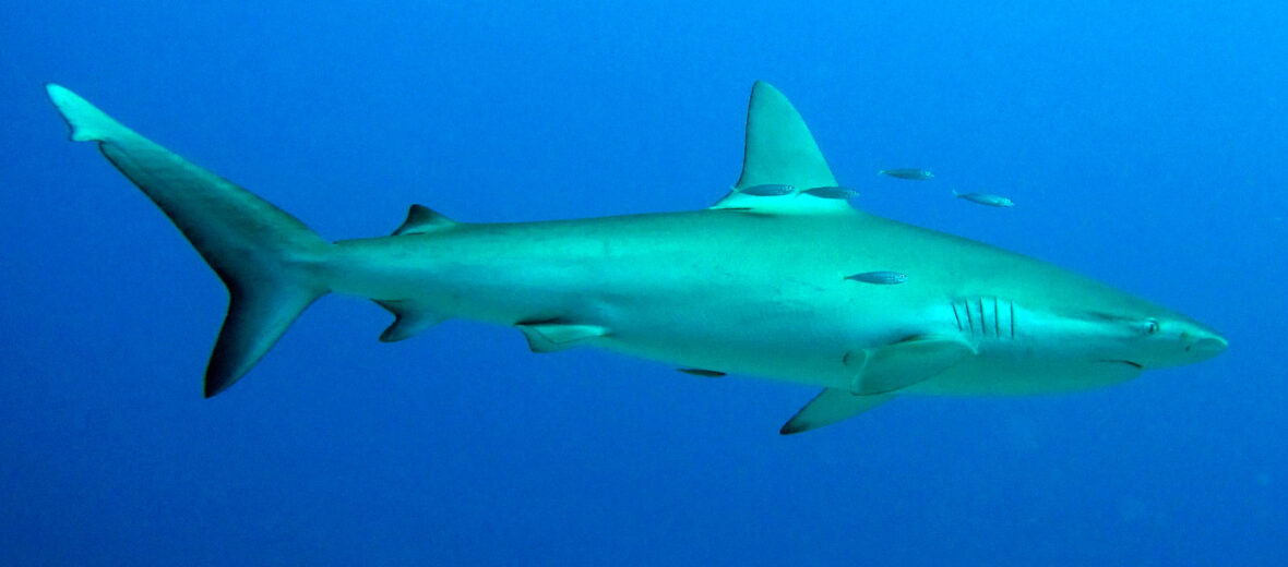 Galápagos shark