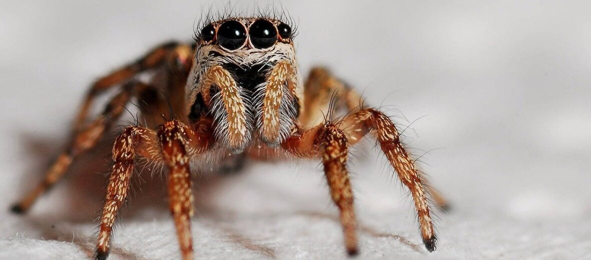 jumping spider, Critter Science