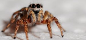 jumping spider