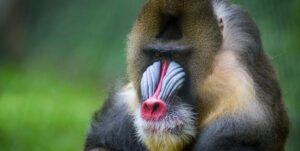 mandrill