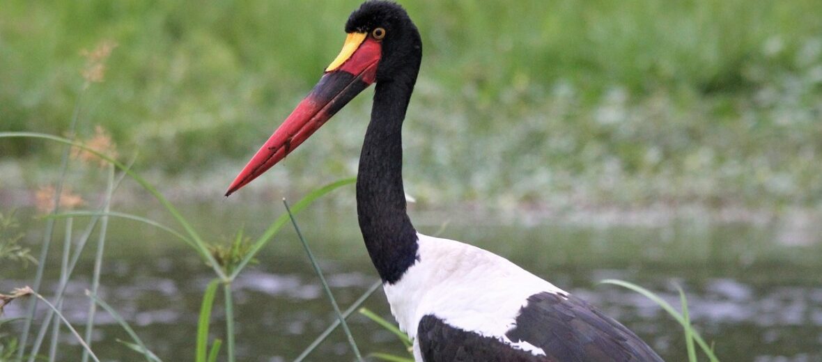 saddle-billed stork