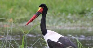 saddle-billed stork