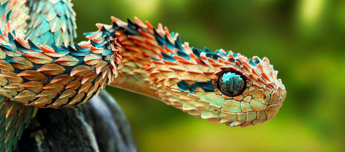 Close-up of a Hairy Bush Viper (Atheris hispida) - Venomous Snake