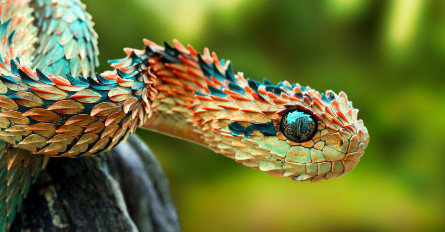 The Spiny Bush Viper – Critter Science