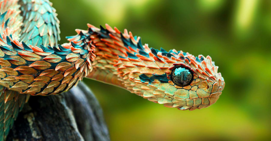 The Spiny Bush Viper | Critter Science