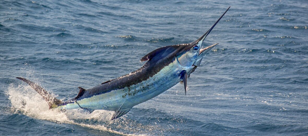 swordfish