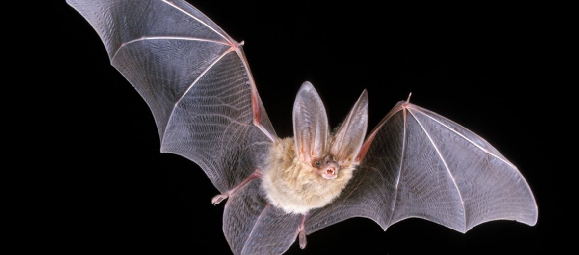 Townsend's big-eared bat