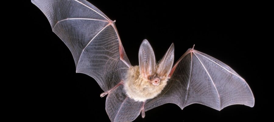 The Townsend's Big-Eared Bat | Critter Science