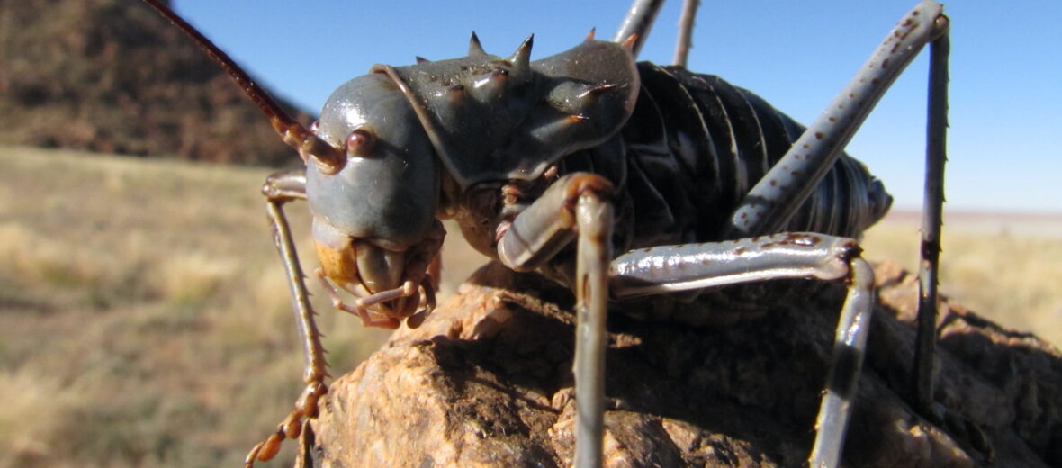 armored cricket