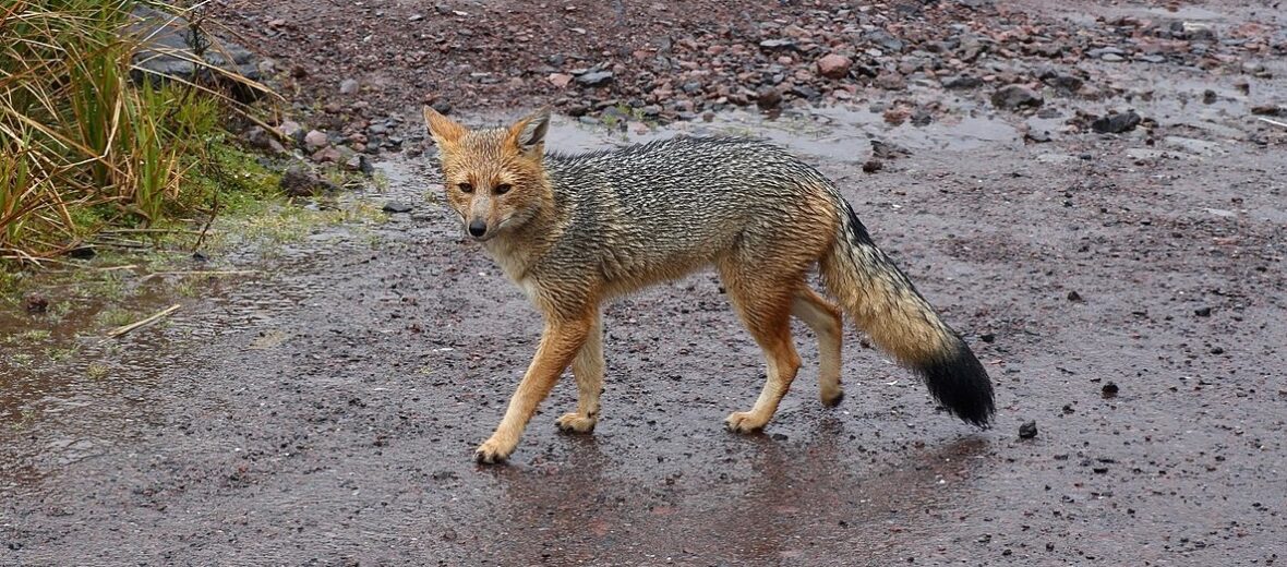 Animal picture of the day: the gray zorro