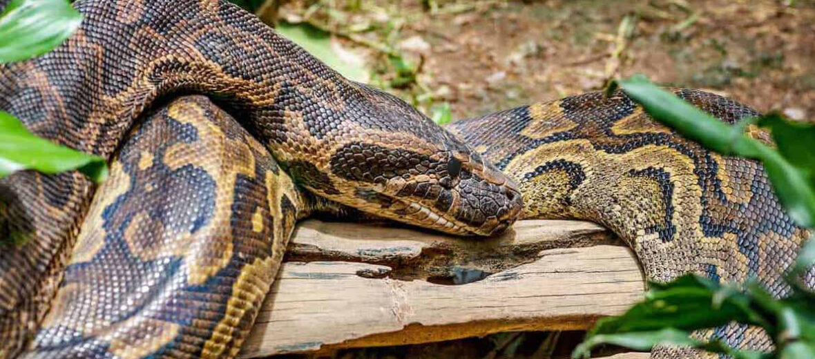 African rock python