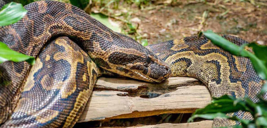 The African Rock Python Critter Science   Arp1b Scaled 