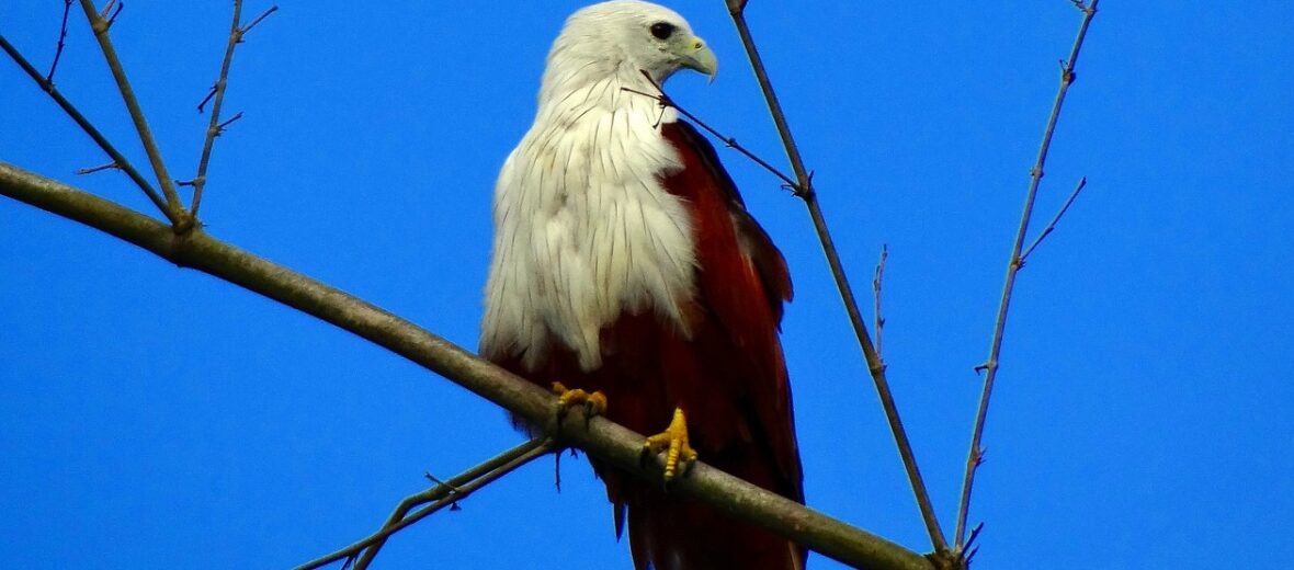 brahminy kite