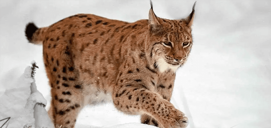 Eurasian lynx