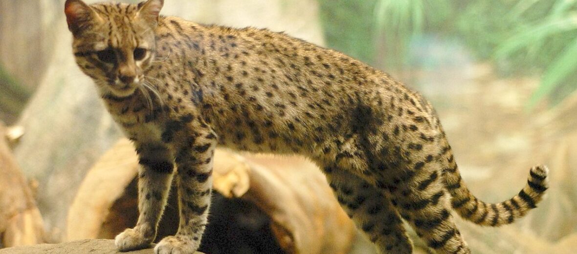 Geoffroy's cat 