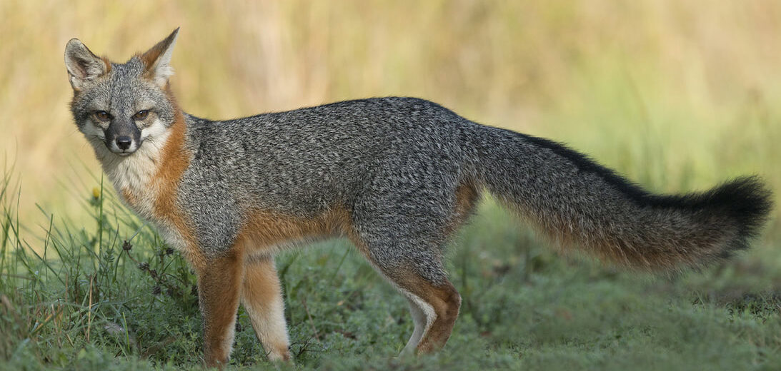 gray fox