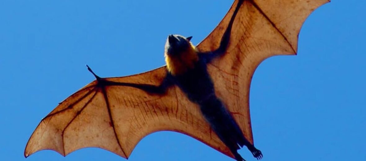 giant golden-crowned flying fox