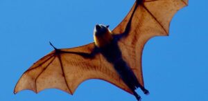 giant golden-crowned flying fox