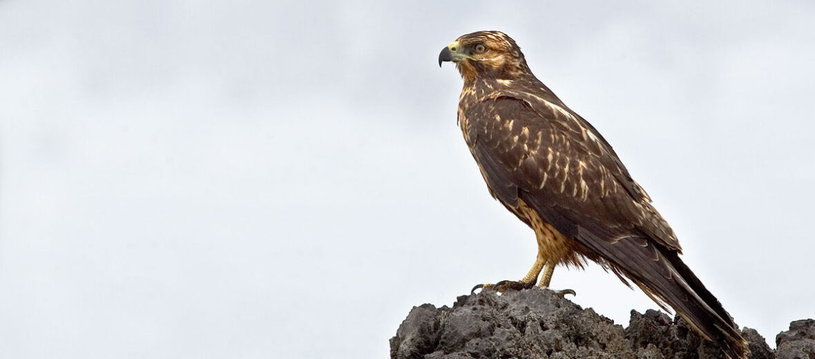 Galápagos hawk