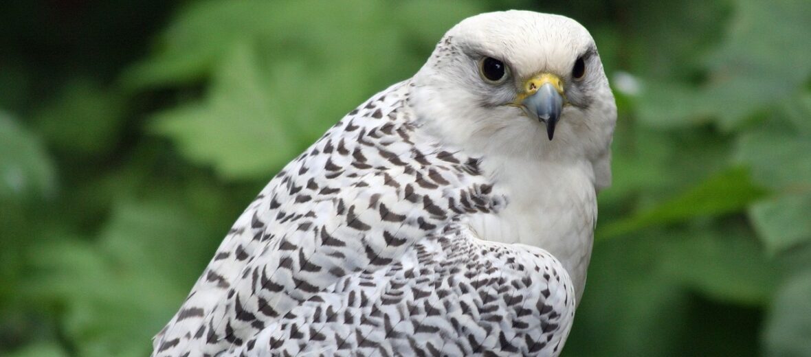 gyrfalcon