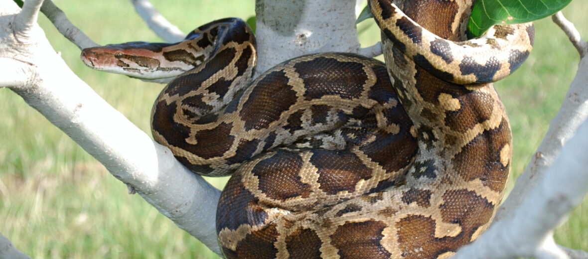 Indian python, Critter Science